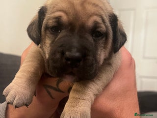 Mixed Breed dogs *4 left* Rare English Bulldach Puppies - Advert 8