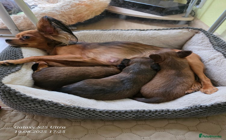 Russian Toy Terrier dogs - Advert 1