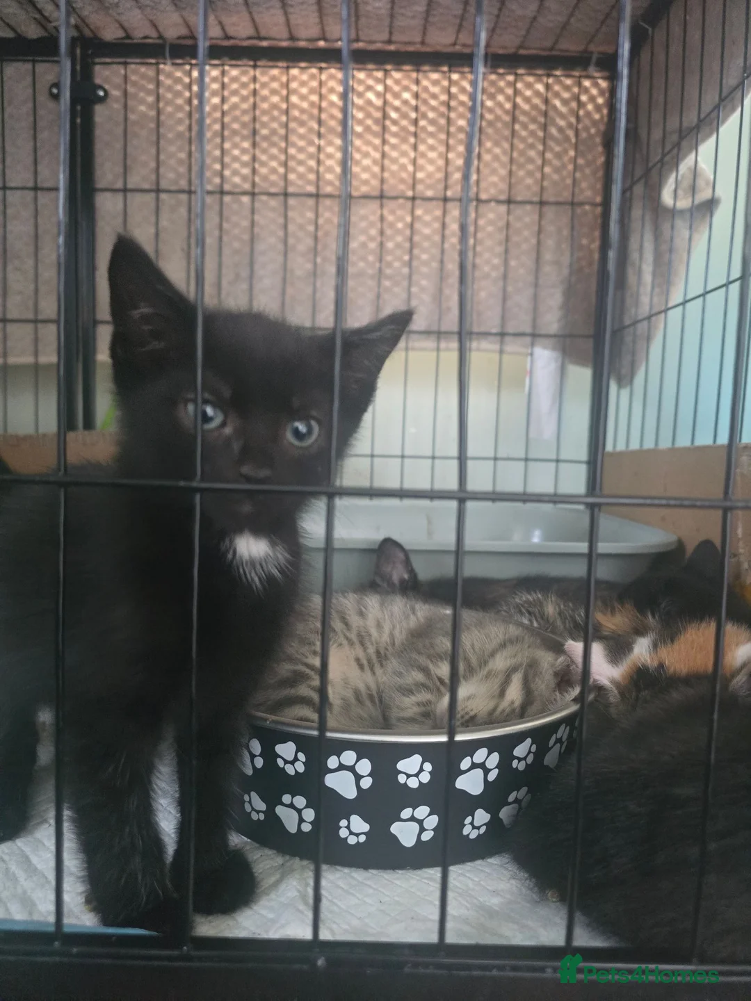 Mixed Breed cats for sale: Bengal cross babies ready now  in Plymouth - Advert 6