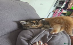Mixed Breed cats for sale: Tabby girl - Image 2
