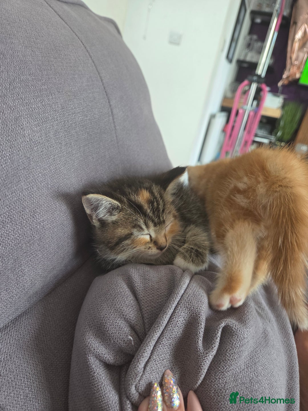 Mixed Breed cats for sale: Tabby girl - Image 2