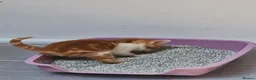 Mixed Breed cats for sale: Handsome Ginger Boy & Adorable Calico Girl - Advert 16