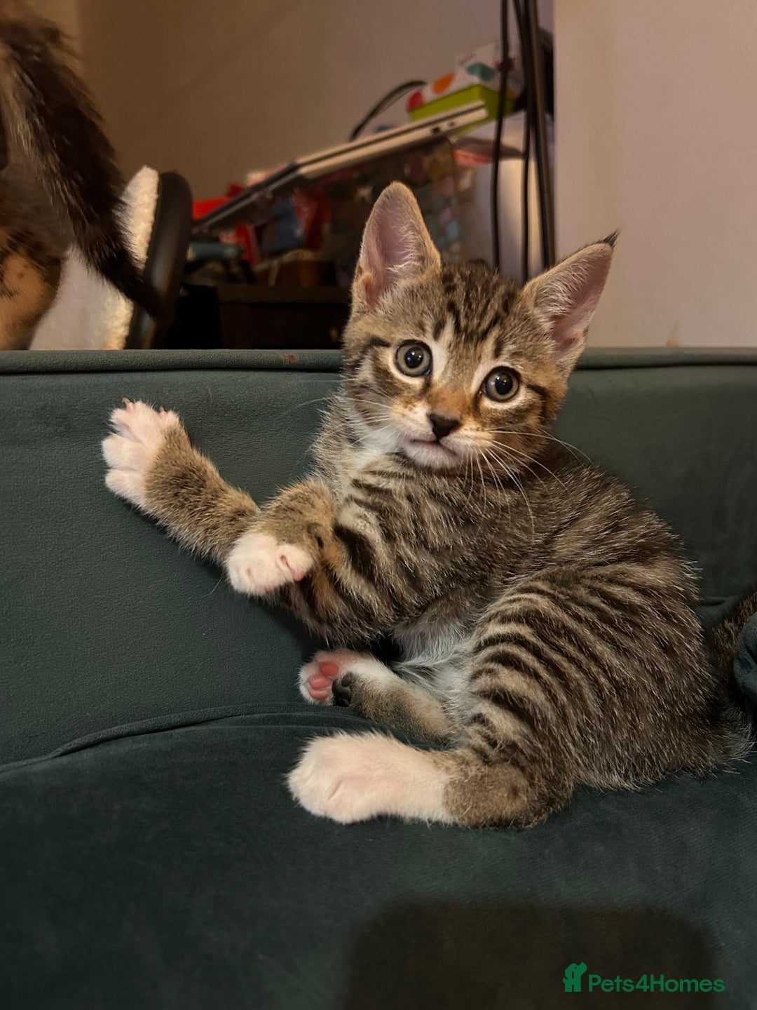 Mixed Breed cats for sale: Kittens ready to leave now  - Image 7