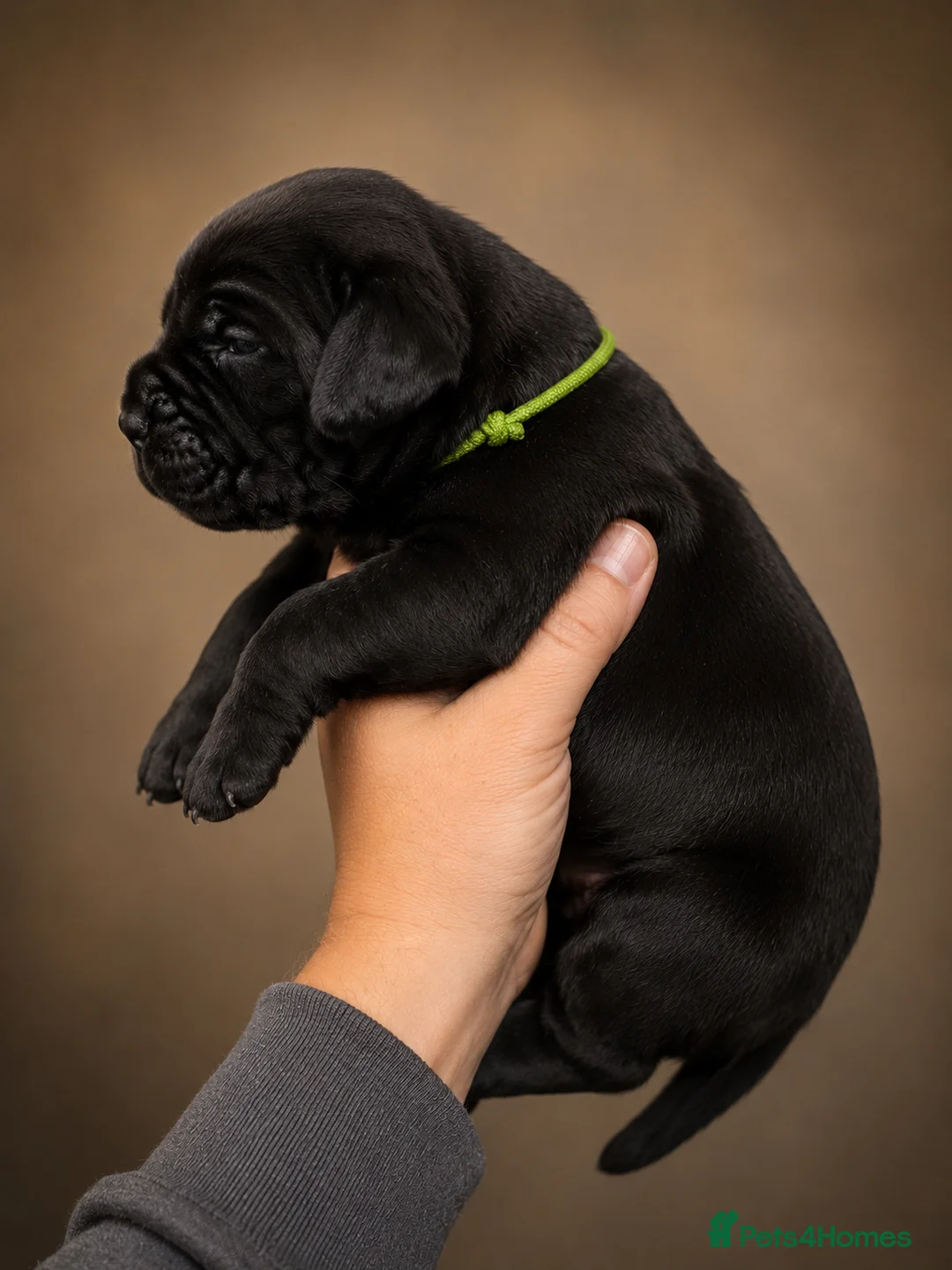 Cane Corso dogs for sale: 🐾 European Champion Bloodline Cane Corso Puppies - Advert 2