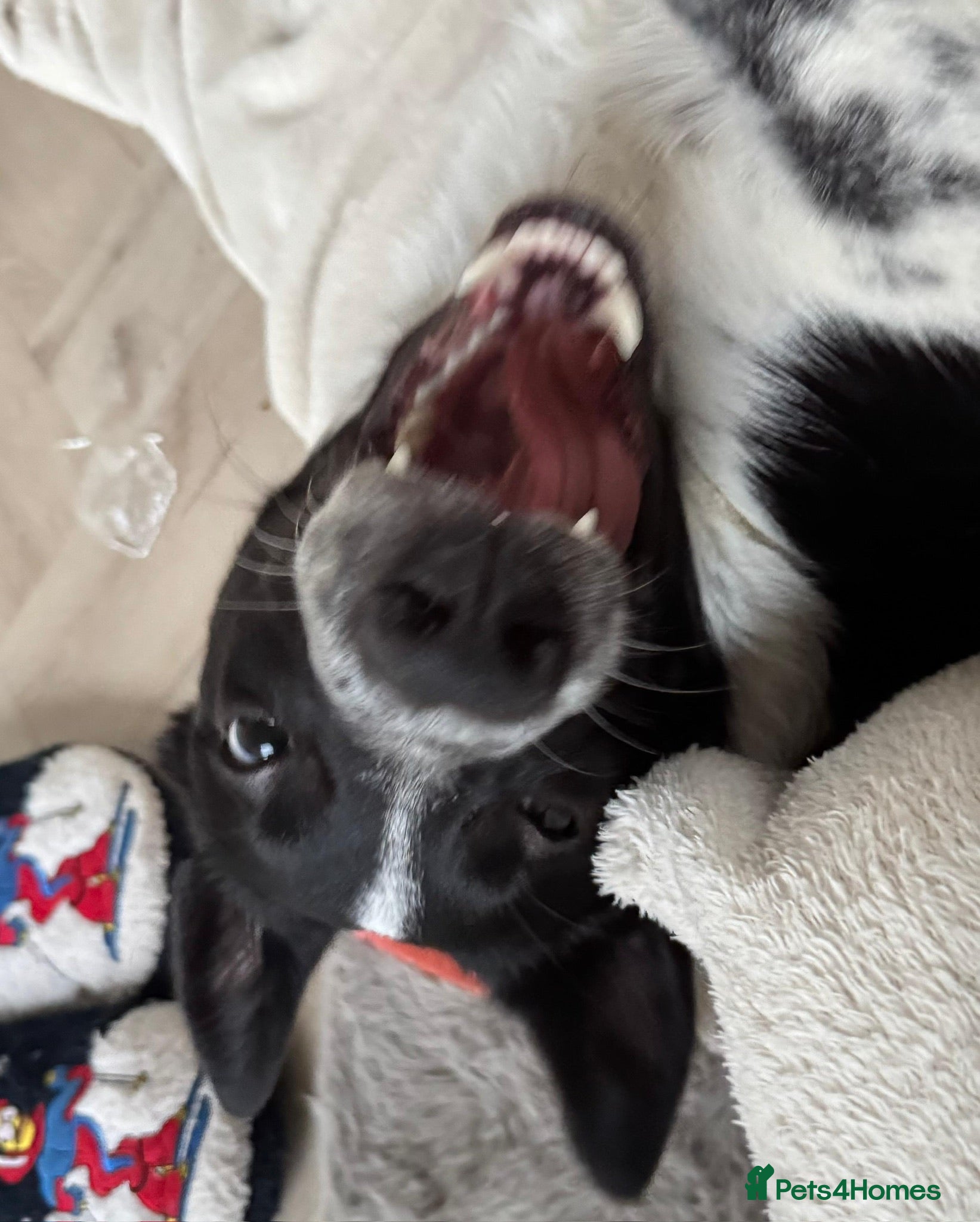 Border Collie dogs Arya, beautiful purebred border collie - Advert 4