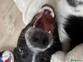 Border Collie dogs Arya, beautiful purebred border collie - Advert 1