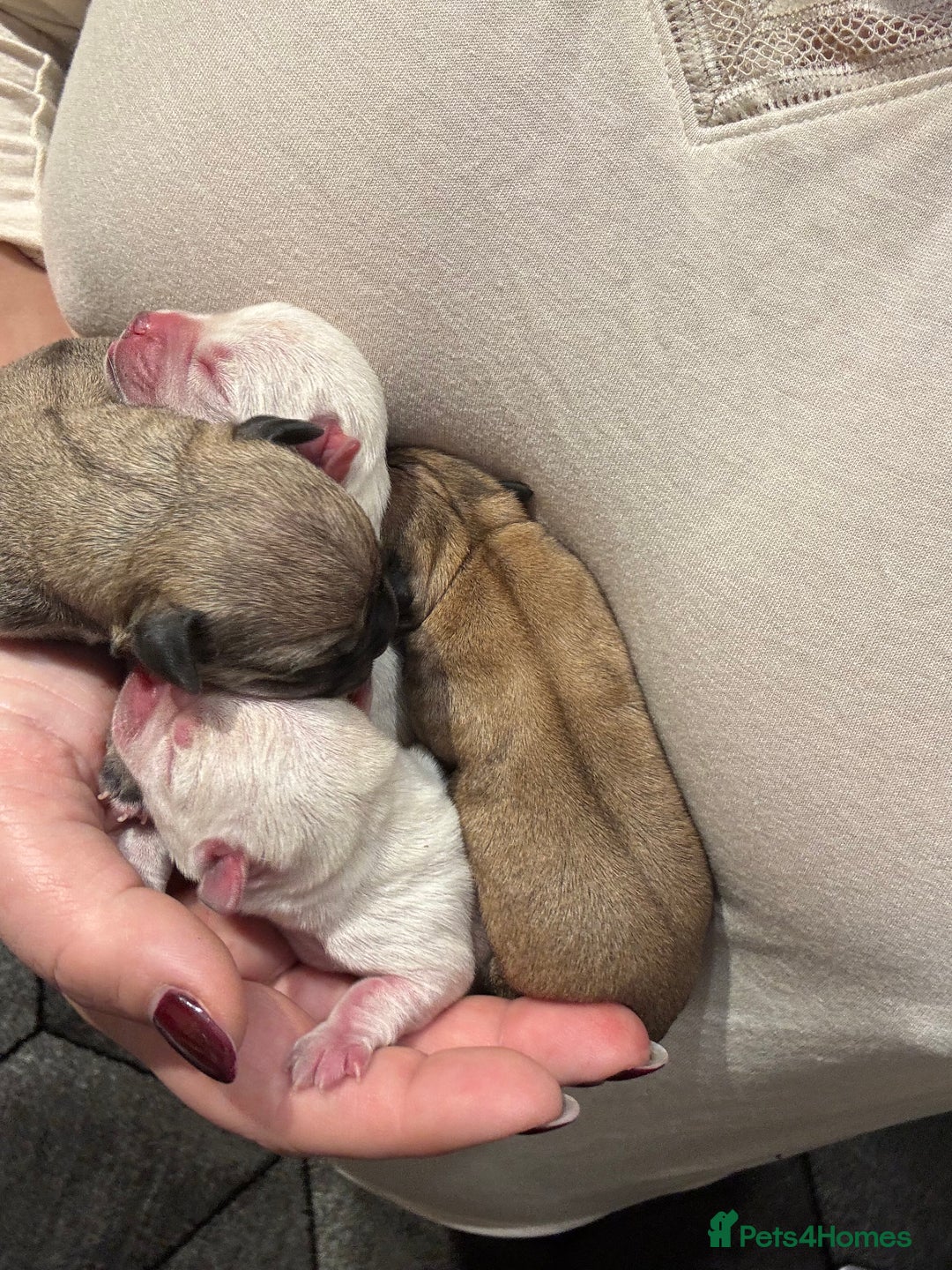 Chug dogs for sale: Lovely playful Chihuahua x Pug Puppies Boys Girls  - Advert 18