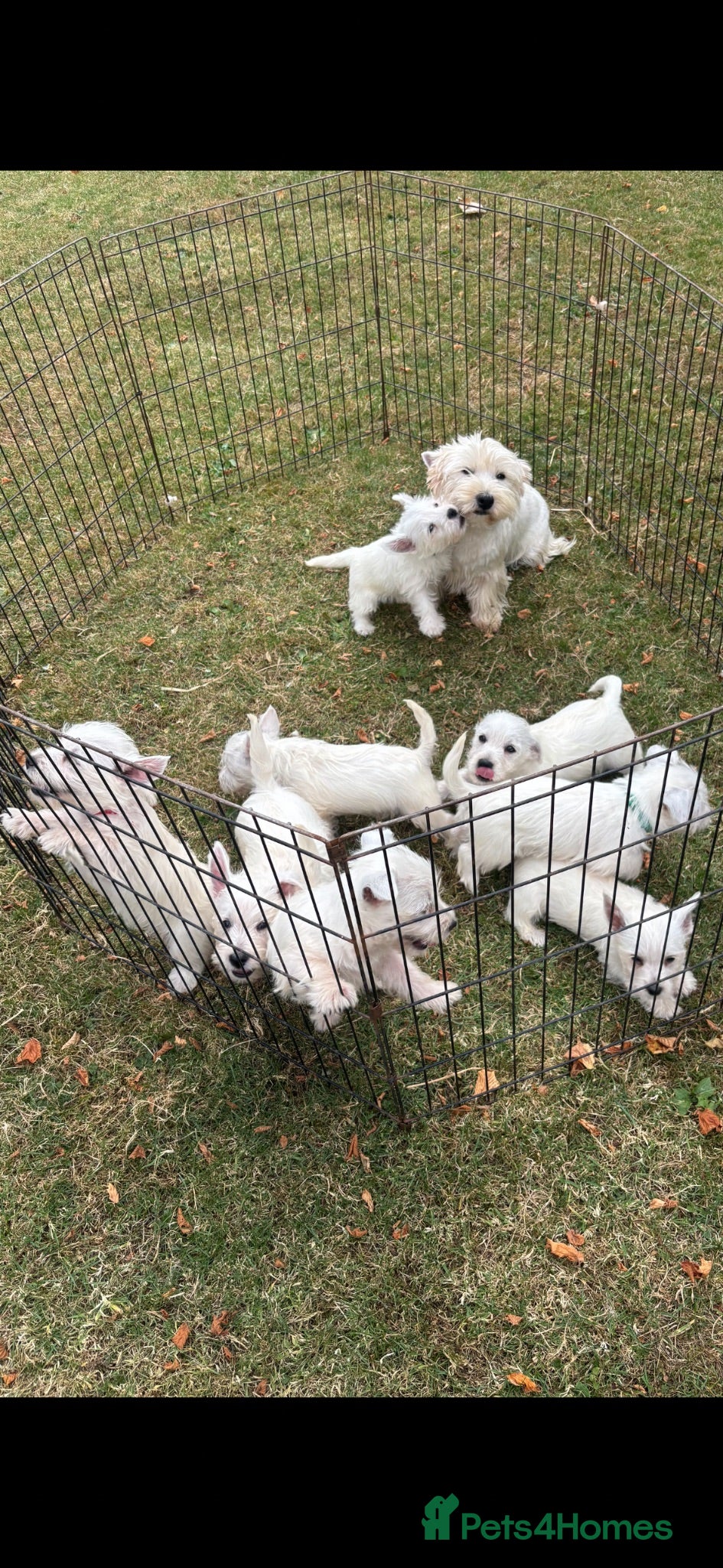West Highland Terrier dogs ROYAL KENNEL CLUB WEST HIGHLAND TERRIES - Advert 1