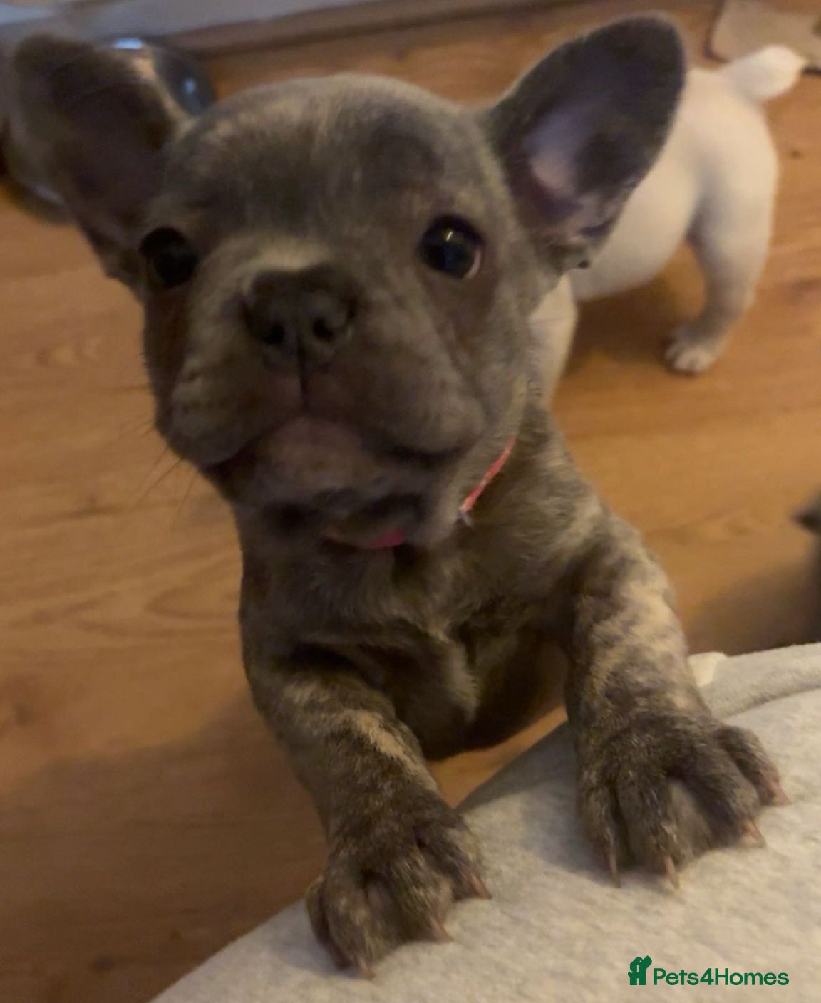 French Bulldog dogs Frenchie babies looking for their forever homes - Advert 2