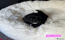 Shihpoo dogs for sale: Stunning 3rd Generation Shihpoo Puppies For Sale - Image 4