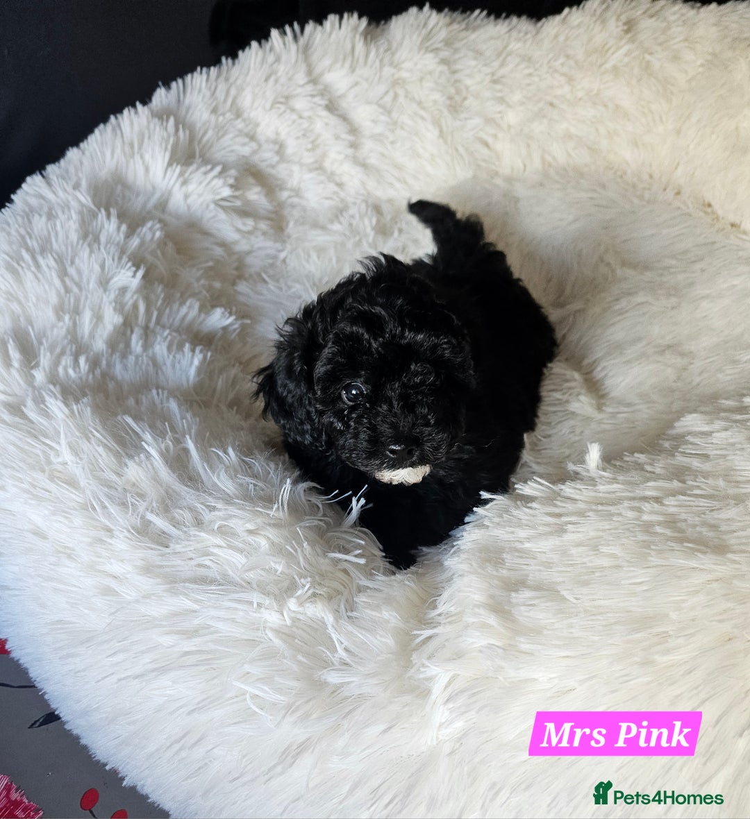 Shihpoo dogs for sale: Stunning 3rd Generation Shihpoo Puppies For Sale - Image 4