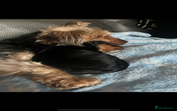 Yorkshire Terrier dogs for sale: Yorkshire terrier pups  - Image 3