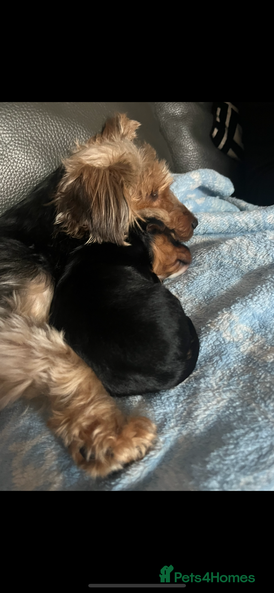 Yorkshire Terrier dogs for sale: Yorkshire terrier pups  - Image 3
