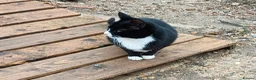 Mixed Breed cats for sale: Tri-coloured female kitten - Advert 2