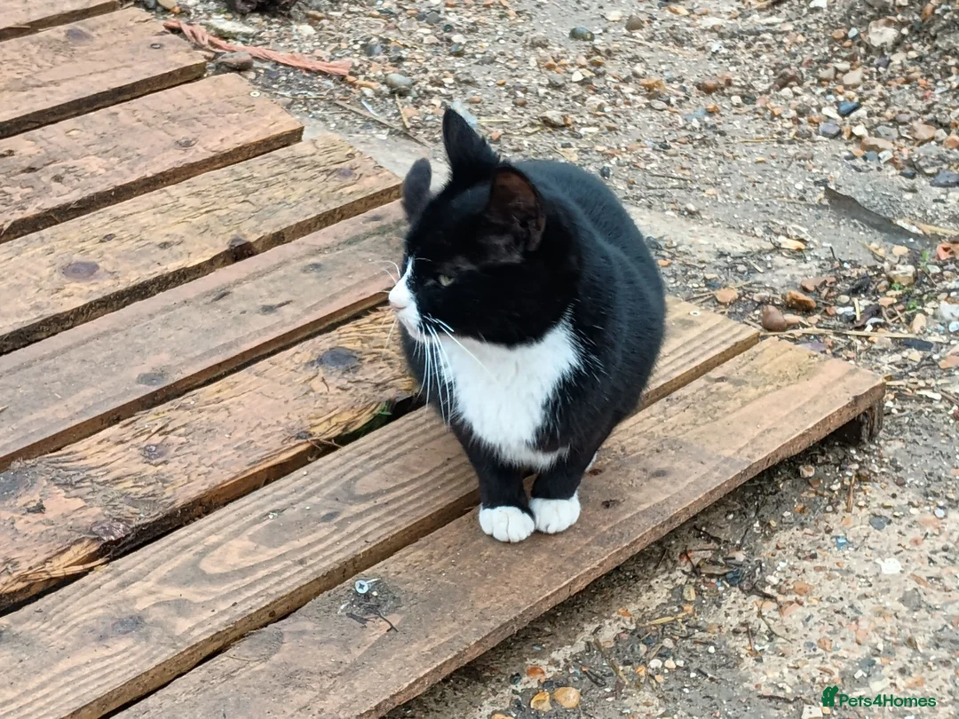 Mixed Breed cats for sale: Tri-coloured female kitten - Advert 2