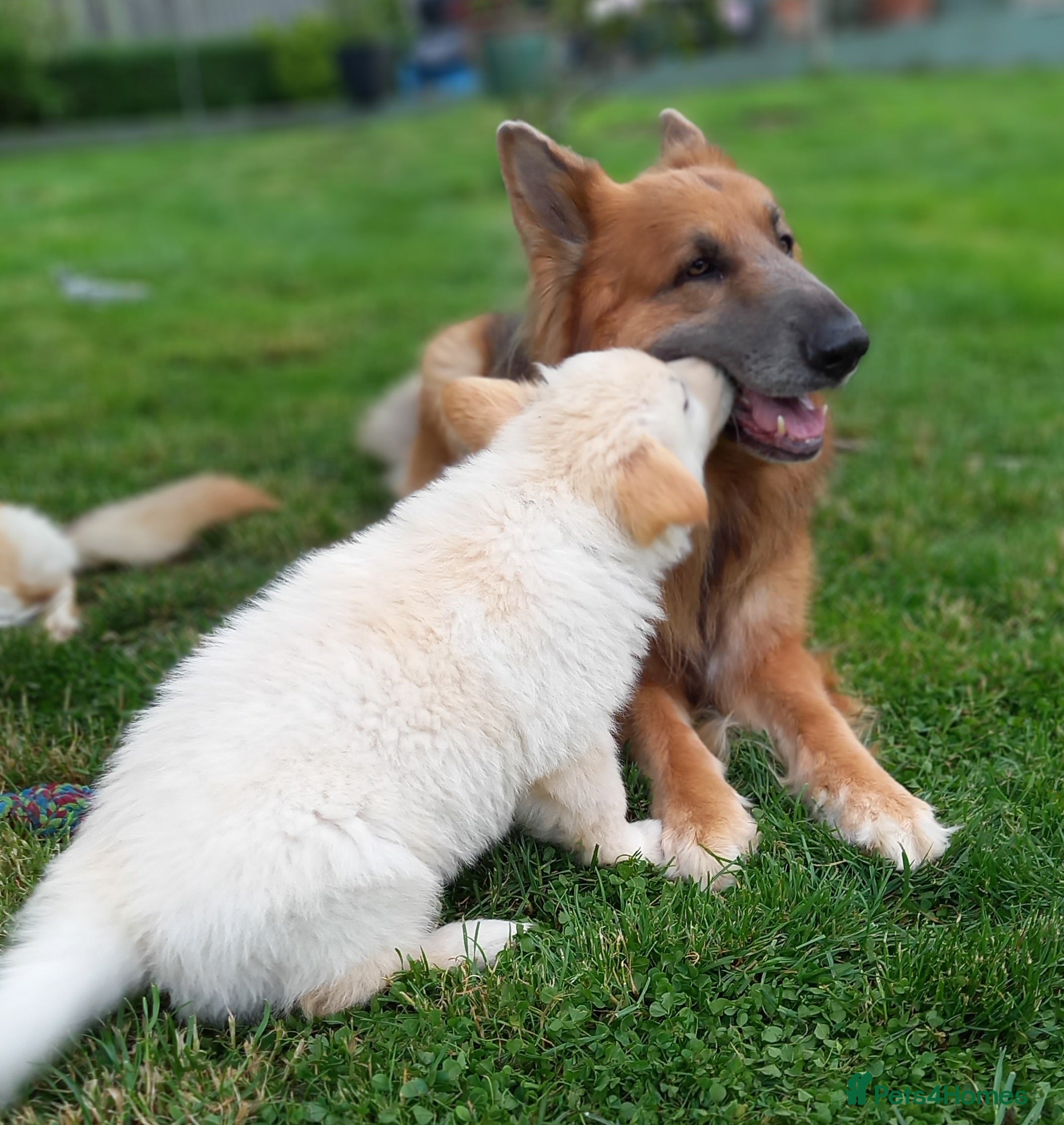 German Shepherd dogs Gorgeous German Shepherd pups for sale - Advert 2