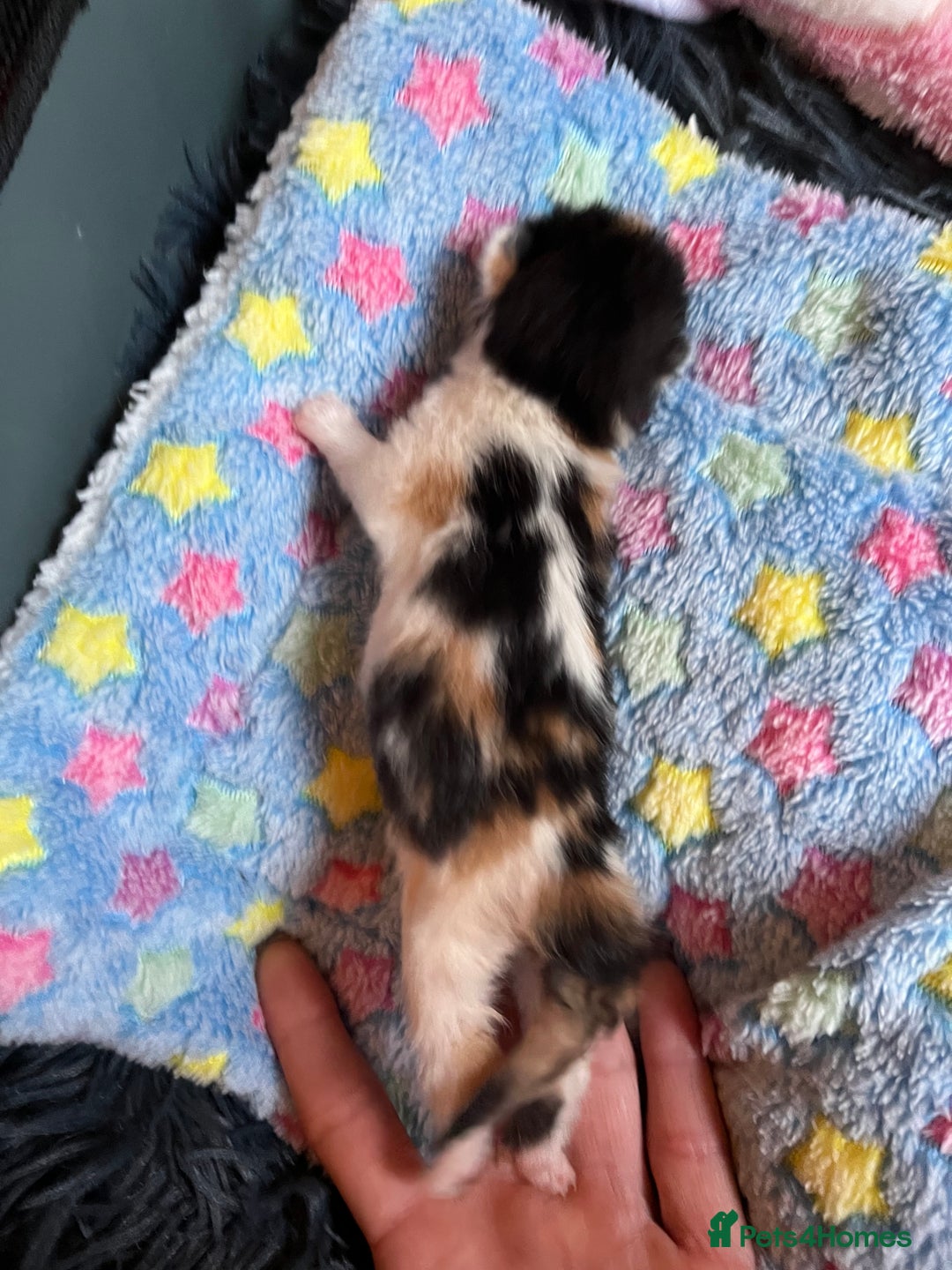 Mixed Breed cats for adoption: Rescue kittens looking for perfect homes - Advert 16