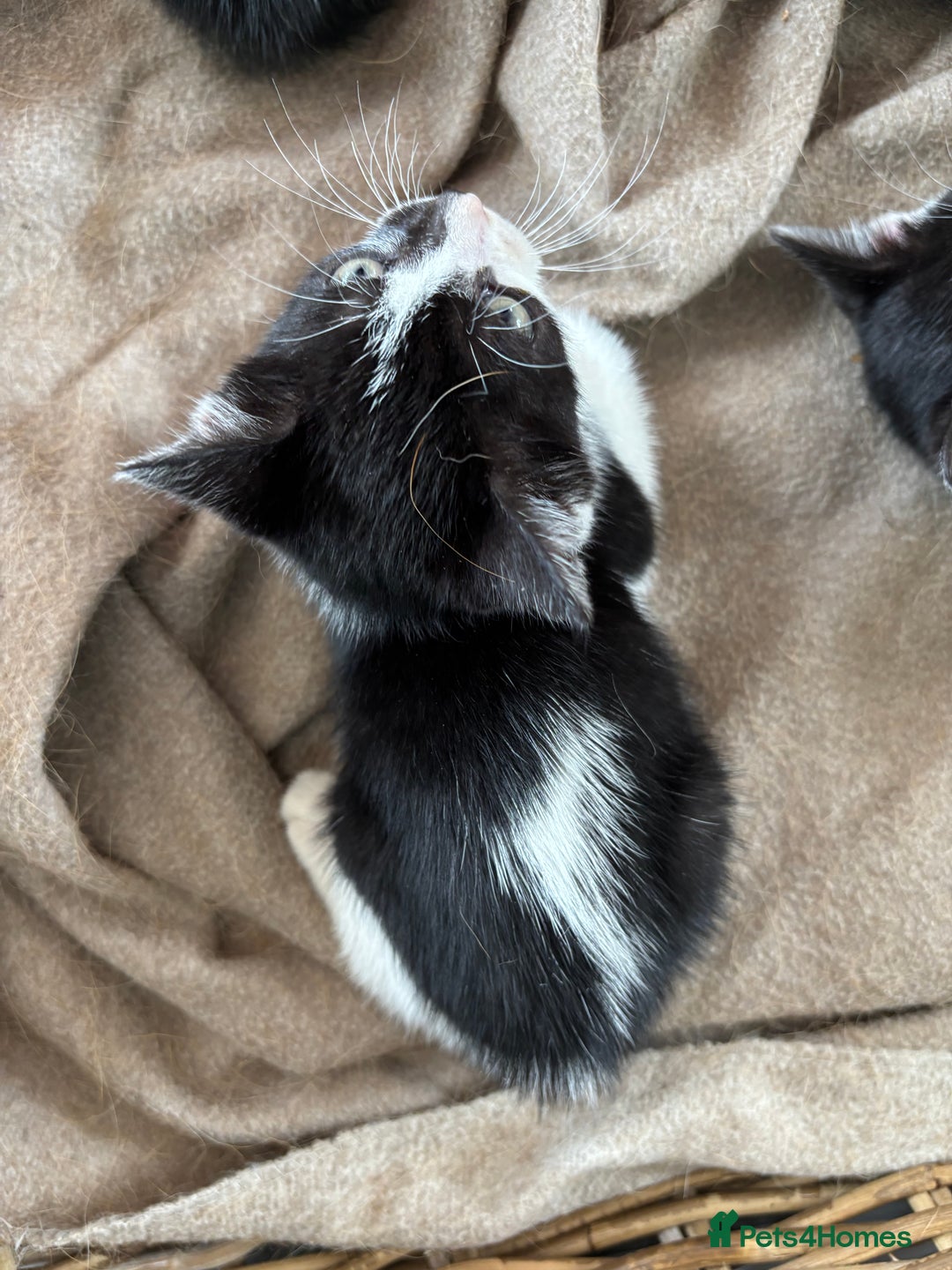 Domestic Shorthair cats for sale: Adorable, friendly playful bicolour kittens - Image 12