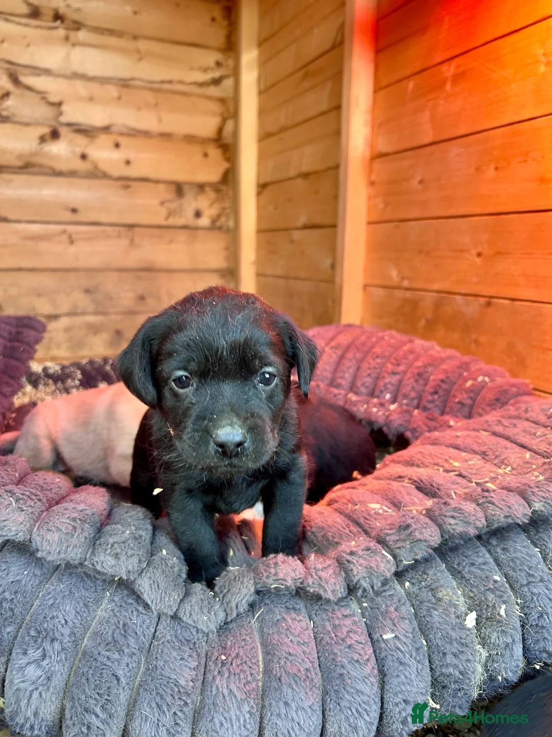 Labrador Retriever dogs for sale: Labrador Puppies - Advert 33