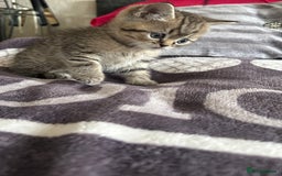 British Shorthair cats for sale: British shorthair kittens  - Image 35