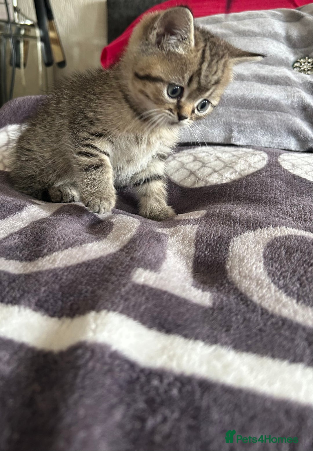 British Shorthair cats for sale: British shorthair kittens  - Image 35