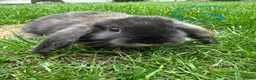 Mini Lop rabbits for sale: Mini Lop Rabbits For Sale  - Advert 19
