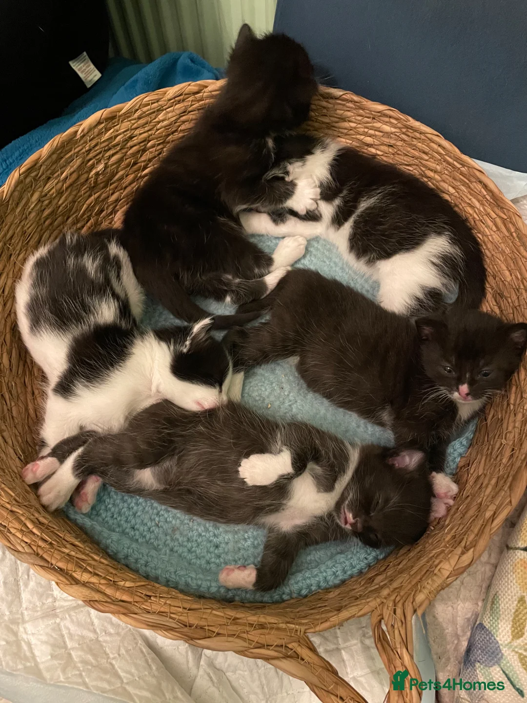 Mixed Breed cats for sale: Adorable kittens for sale  - Advert 16