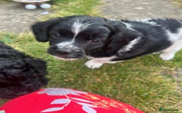 Mixed Breed dogs for sale: **Only 1 Boy Left** Miniture Cavapoo X Sproodle - Image 4