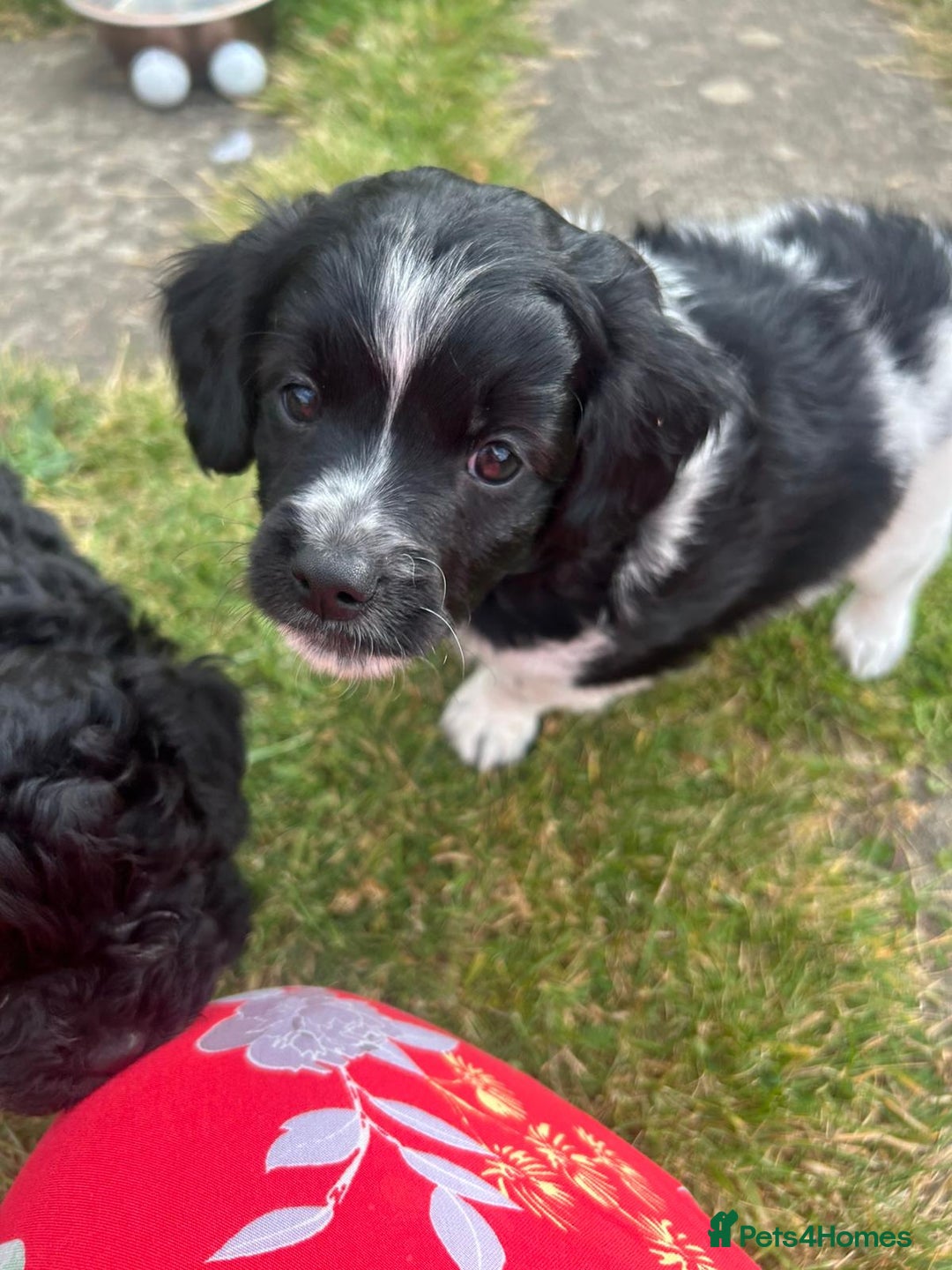 Mixed Breed dogs for sale: **Only 1 Boy Left** Miniture Cavapoo X Sproodle - Image 4