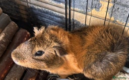 Guinea Pig rodents for sale: 3 male guinea pigs - Image 1
