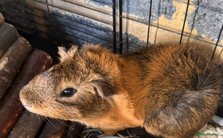 Guinea Pig rodents - Advert 4