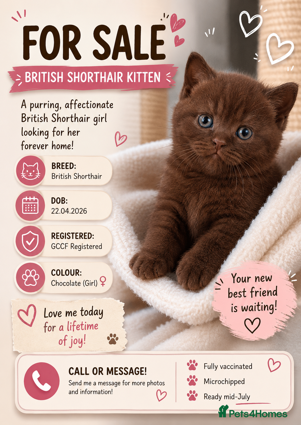 British Shorthair cats 🤎chocolate girl , last from litter GCCF - Advert 5