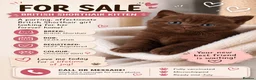 British Shorthair cats for sale: ⭐️🇬🇧 ,GCCF REG chocolate girl - Advert 11