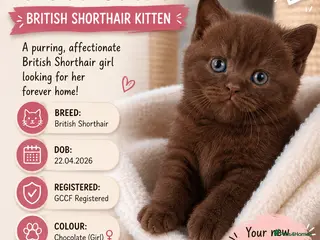 British Shorthair cats 🤎chocolate girl , last from litter GCCF - Advert 5