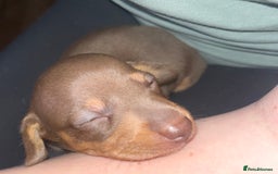 Miniature Dachshund dogs for sale: Beautiful chocolate and tan female  - Advert 4