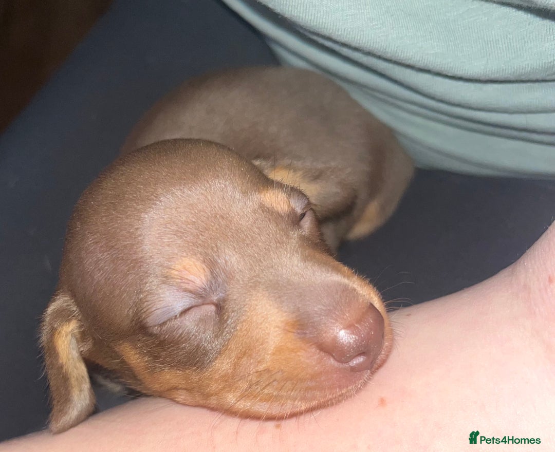 Miniature Dachshund dogs for sale: Beautiful chocolate and tan female  - Advert 4
