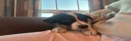 Border Collie dogs for sale: Working border collie puppies  - Advert 10