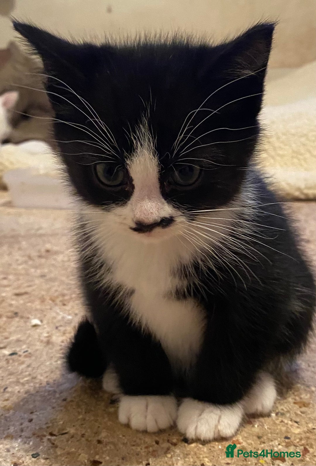 Mixed Breed cats for sale: Stunning part Siamese kittens ready now - Advert 13