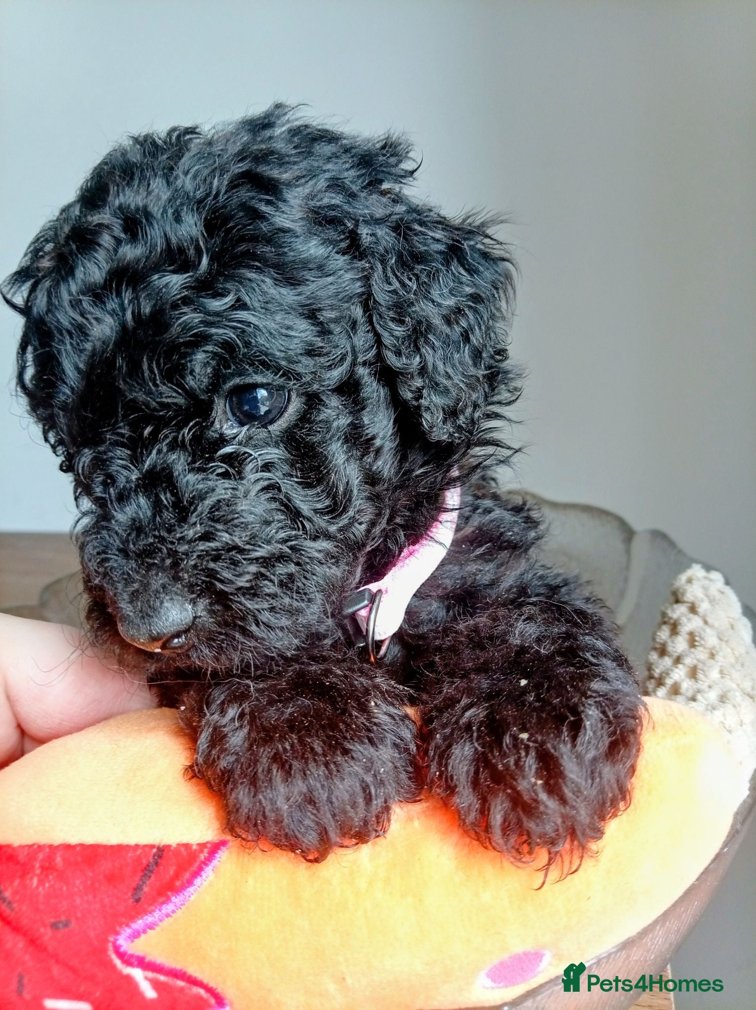 Mini Goldendoodle dogs Big REDUCTION MINI Goldendoodle  - Advert 1