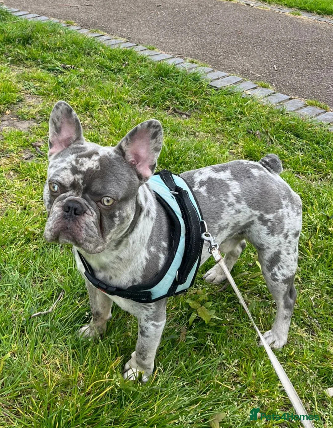 French Bulldog dogs for stud: Hugo French bulldog in London - Advert 4