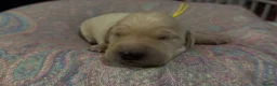 Goldador dogs for sale: Beautiful Goldador Puppies - Advert 6
