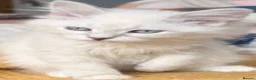 Siberian cats for sale: Beautiful Pure Siberian Kittens - Hypoallergenic - Advert 8