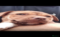 Staffordshire Bull Terrier dogs for sale: Beautiful pup for sale  - Image 2