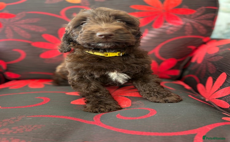 Cockapoo dogs - Advert 1