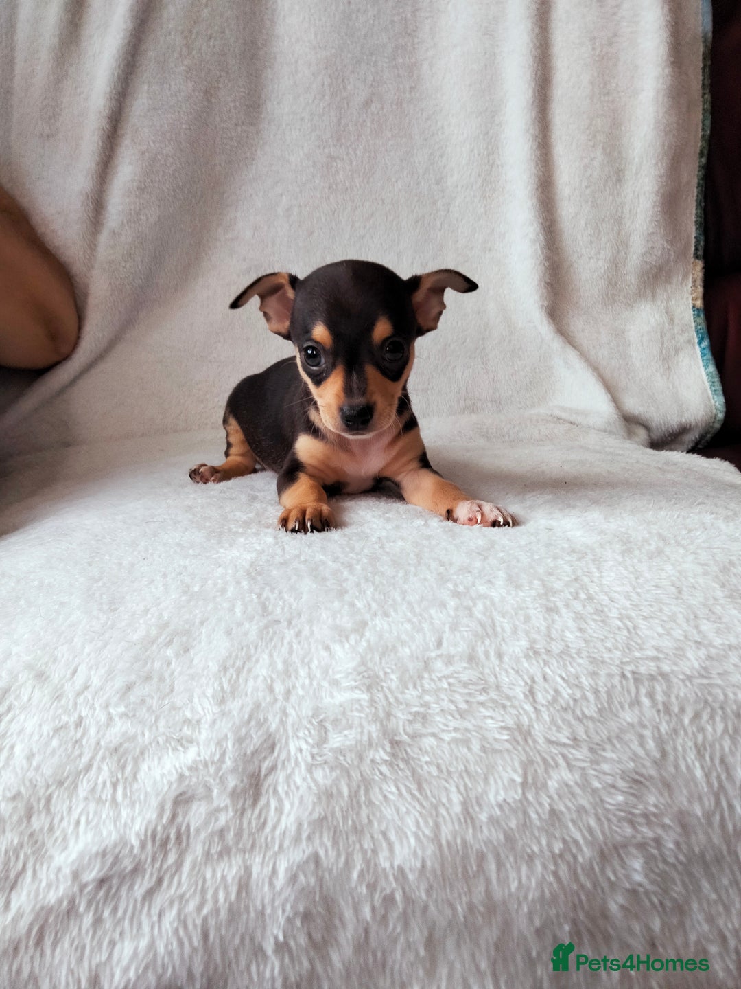 Chihuahua dogs for sale: Gorgeous Baby Chihuahua puppies  - Image 4