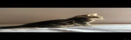 Mixed Breed cats for sale: Tabby cross Bengal kitten  - Advert 3