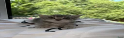 Mixed Breed cats for sale: Beautiful baby kittens  in Poole - Advert 8
