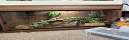 Python Snake reptiles for sale: Snakes and full setup  in Shrewsbury - Advert 4