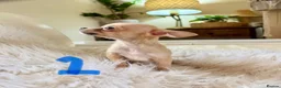 Chihuahua dogs for sale: Tiny chihuahua puppies - Advert 7