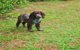 Cocker Spaniel dogs for sale: Working Cocker spaniel  - Image 1